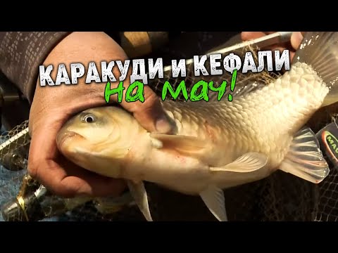 Видео: КАРАКУДИ и КЕФАЛИ на МАЧ / Пролетен риболов на яз. "Ивайловград"