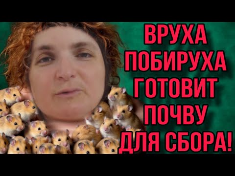 Видео: ГОТОВИТ ПОЧВУ ДЛЯ СБОРА ДЕНЕГ. VREDINA LIFE. ОБЗОР. 