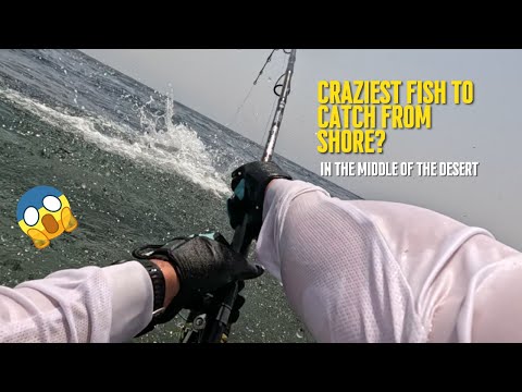 Видео: БЕЗУМНАЯ РЫБАЛКА GT С БЕРЕГА! // Посещение Красного моря // Рыболовные чартеры Duvan