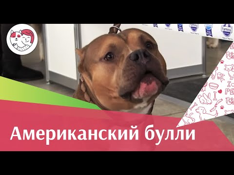Видео: Американский булли на ilikepet. Особенности породы, уход