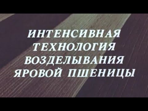 Видео: Интенсивная технология возделывания яровой пшеницы