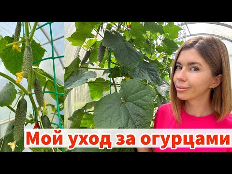 Видео: ДВЕ ЭФФЕКТИВНЫЕ ПОДКОРМКИ ОГУРЦОВ ДЛЯ ОБИЛЬНОГО ПЛОДОНОШЕНИЯ. Мои огурцы и уход за ними