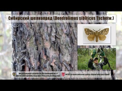 Видео: Сибирский шелкопряд (Dendrolimus sibiricus Tschetw.)
