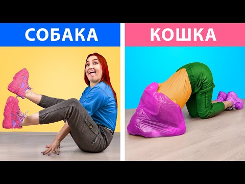 Видео: Друг кот против друга собаки