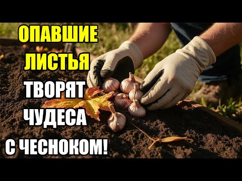 Видео: Опавшие листья спасают чеснок — 2 надежных способа подготовить грядку осенью