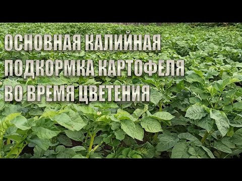 Видео: ОСНОВНАЯ КАЛИЙНАЯ ПОДКОРМКА КАРТОФЕЛЯ ВО ВРЕМЯ ЦВЕТЕНИЯ