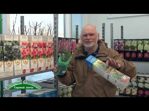 Видео: Выращивание брусники на участке, новые крупноплодные сорта брусники