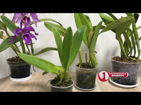 Видео: Часть 2. Укоренённые каттлеи, характер их роста.