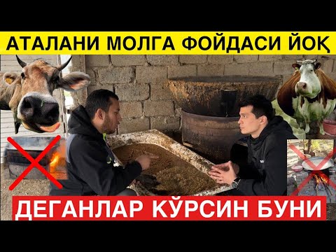 Видео: Аталани Бир Тийинлик фойдаси Йоқми? ДОКТОР ХАММА СИРНИ ОЧДИ!