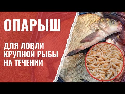 Видео: Опарыш - лучшая добавка в прикормку для ловли крупной рыбы на течении