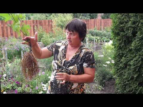 Видео: Клематис,как размножить делением куста.Размножаем клематис делением корней.