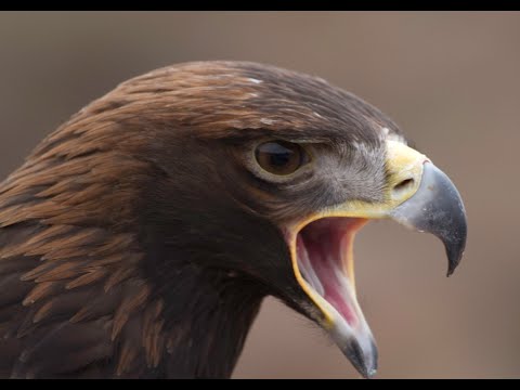 Видео: Соколиная охота: как защититься от укусов хищных птиц