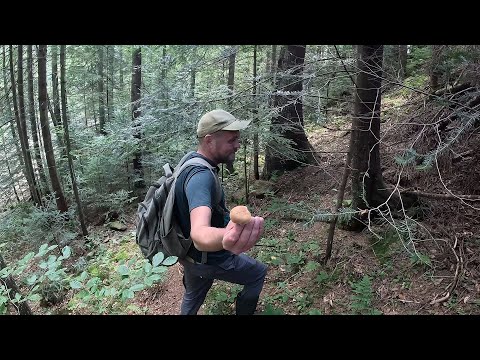 Видео: ГРИБИ, НАСТРІЙ, ГОРИ!🌲Тут про все забуваєш…Горгани, старт осіннього сезону!