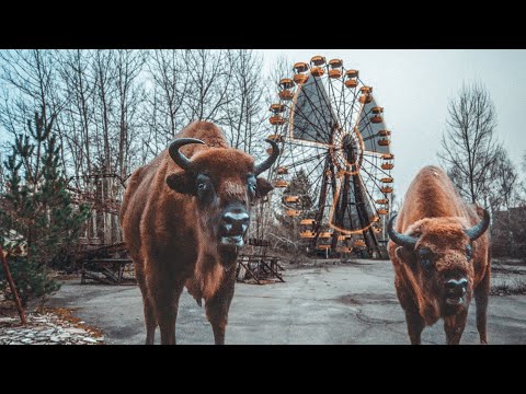 Видео: Чернобыльские джунгли. 20 лет без человека. Полная версия. | Film Studio Aves