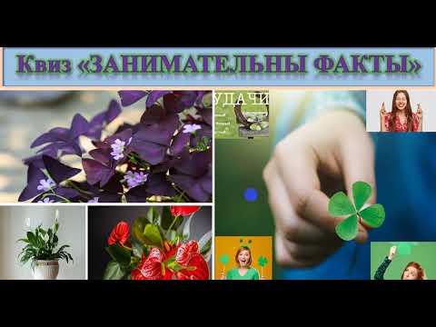 Видео: 65 Цветы удачи