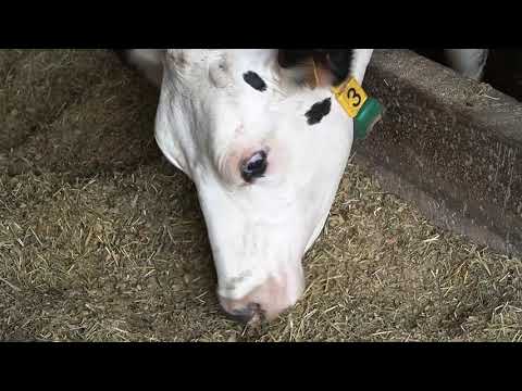 Видео: Животновъден дневник: Коментари за развъдната дейност