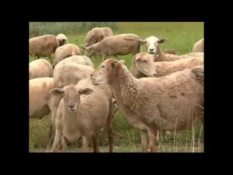 Видео: Катумы   Сделано в Ленинградской области