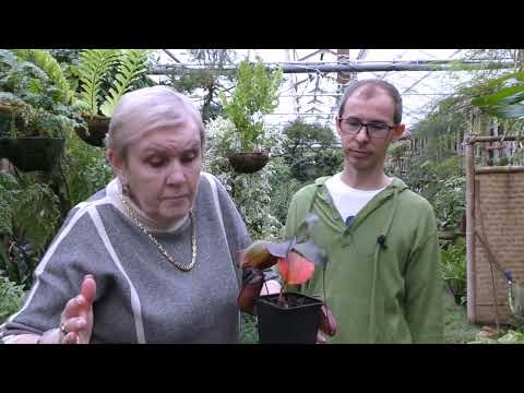 Видео: Непентес Раджа (лат. Nepenthes rajah)