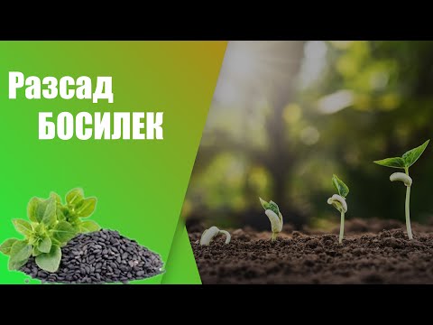 Видео: Как да направим лесен и бърз разсад Босилек.