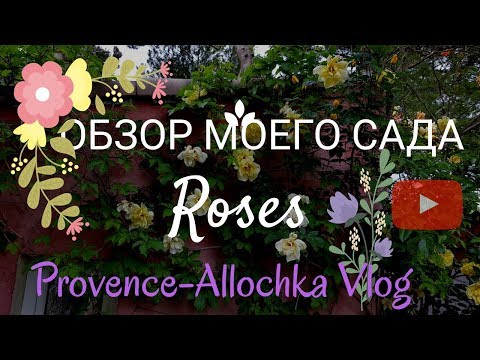 Видео: франция/РОЗЫ/ПЛЕТИСТЫЕ РОЗЫ/КРАСИВЫЕ ЦВЕТЫ /ОБЗОР МОЕГО САД/НАЧАЛО МАЯ 2018