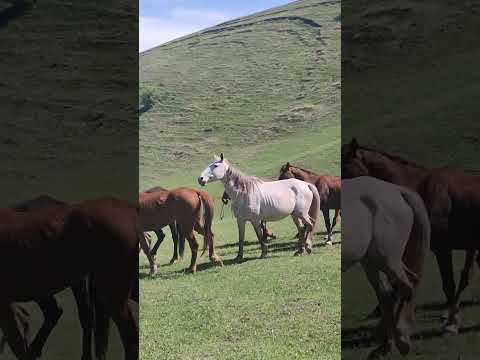 Видео: Польша уйурго #байтв #улуттукспорт #тулпар #нурспорт#ангуст #horse #гисар #умаркг #кокбору #полша