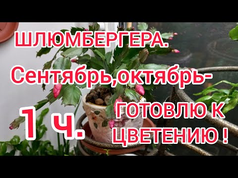 Видео: ДЕКАБРИСТ ШЛЮМБЕРГЕРА.Сентябрь,октябрь-готовлю декабкисты к цветению!
