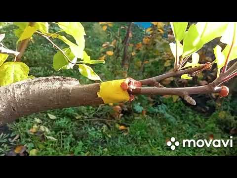 Видео: 29 октября 2025 г. Так выглядят летние прививки деревьев осенью.