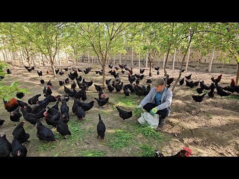 Видео: Кора товук бокиш бизнеси тухум териш жараёни