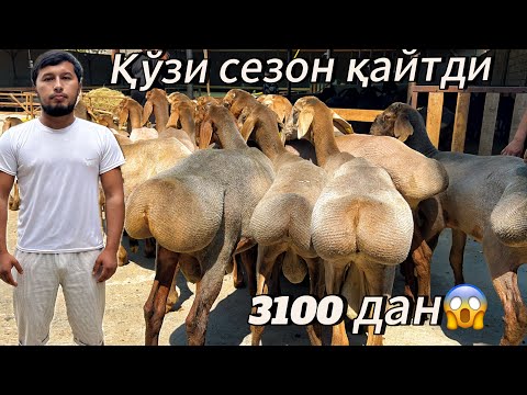 Видео: Қўзи сезон қайтди енг арзон нархда  қўчқорлар шошилинг  