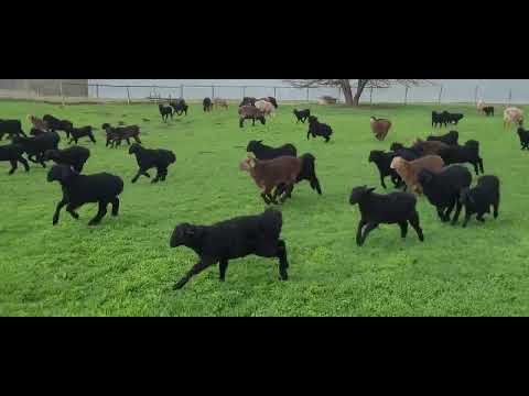 Видео: Ягнят 2025 года