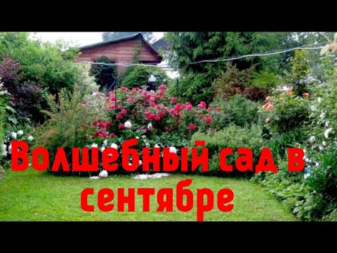 Видео: Изумительный розарий ч.2