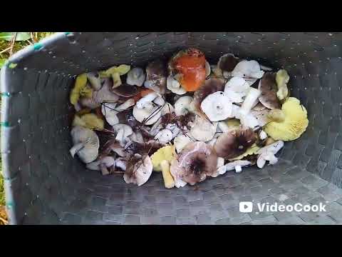 Видео: Хозяин леса вновь порадовал#пучковалюдмила#жизньвбеловежскойпуще#сборгрибов#грибы