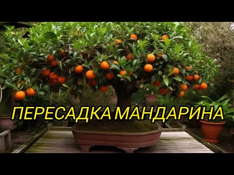 Видео: ПЕРЕСАДКА МАНДАРИНА 🍊...