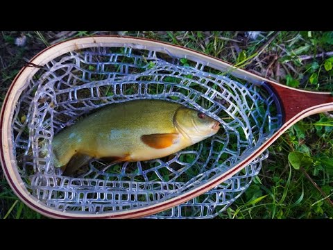 Видео: Рыба которую невозможно поймать! 