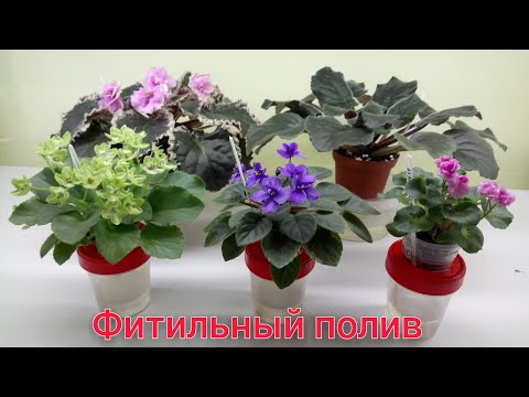 Видео: Тонкости фитильного полива