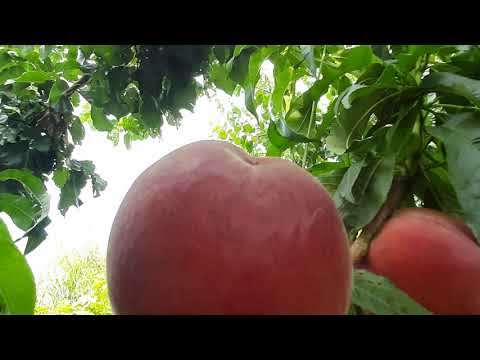 Видео: Персик Роял Глори