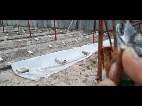 Видео: Бич виноградарства Недозревшая лоза Общие правила Аркадия