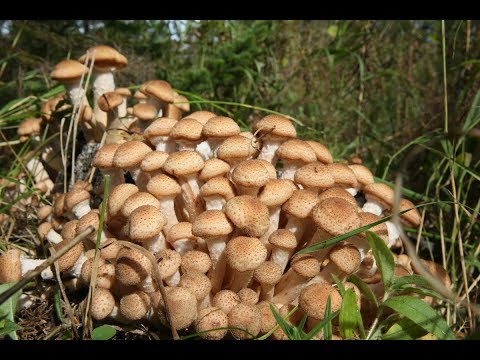 Видео: Сбор грибов 2019 года. Молодые опята и не только.