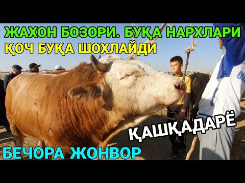 Видео: БЕЧОРА ЖОНВОР! БУҚАЛАР ХОР БӮЛДИКУ. ЧИРОҚЧИ МОЛ БОЗОРИ. 30-ОКТАБР. ҚАШҚАДАРЁ. 2025-ЙИЛ