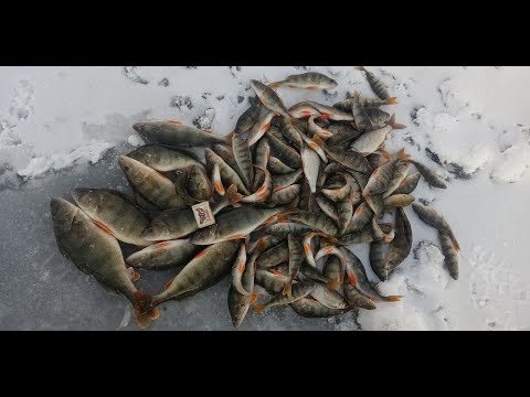 Видео: Зимняя рыбалка  Выскочили за окунем!