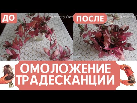 Видео: Как я омолаживаю комнатное растение ТРАДЕСКАНЦИЮ(Tradescantia)в феврале для активного роста весной