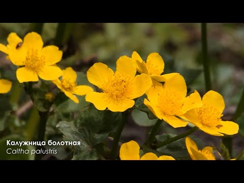 Видео: Растения Ленинградской области / Plants of the Leningrad Region