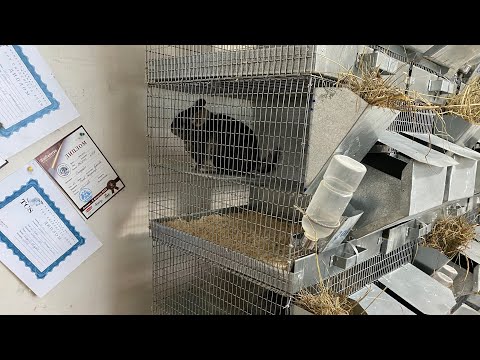 Видео: КАК ОПРЕДЕЛИТЬ КАЧЕСТВО МЕХОВЫХ ШИНШИЛЛ | СЕЛЬСКОЕ ХОЗЯЙСТВО