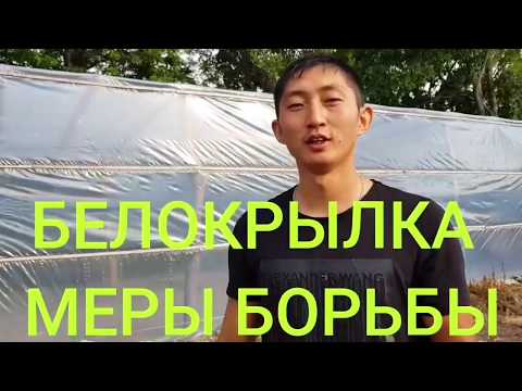 Видео: БЕЛОКРЫЛКА. МЕРЫ БОРЬБЫ. ИЩЕМ