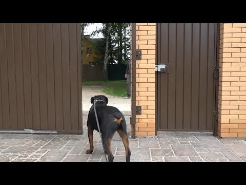 Видео: ДТ-21. Если собака убегает с участка.