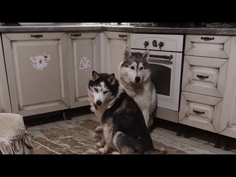 Видео: у  10 #хаски все заканчивается