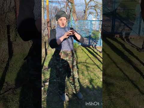 Видео: Лошадь дома. Чешет хвост. Зачем, почему и что делать.