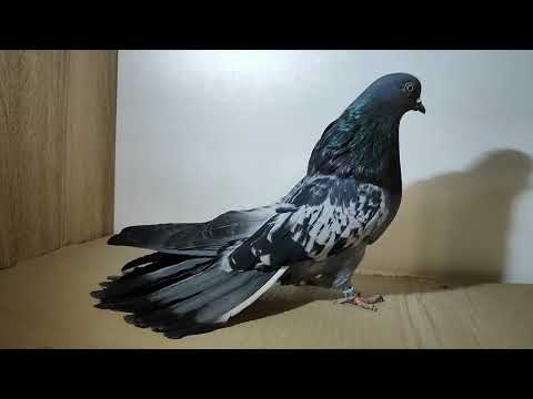 Видео: Николаевские голуби. Сплошные.#pigeon #birds #топ #love #pigeonlover #красиво