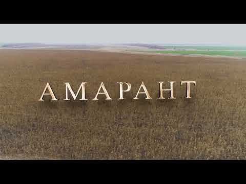 Видео: Амарант. Сорт Гигант. Волгоград
