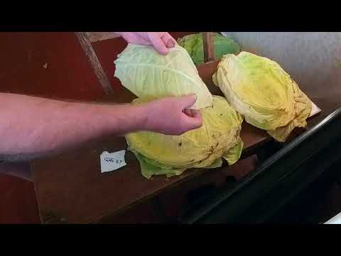 Видео: собольческий 33